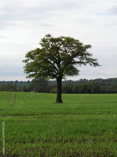 Tree in agricultural field