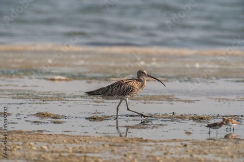 Eurasian Curlew (Numenius arquata) feeding by the sea.