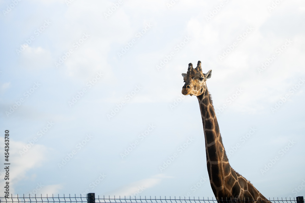 Obraz premium giraff