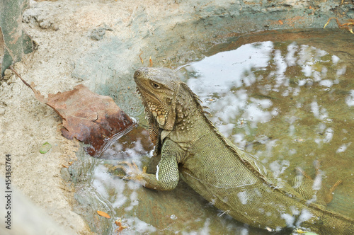 The iguana is a large docile species of lizard