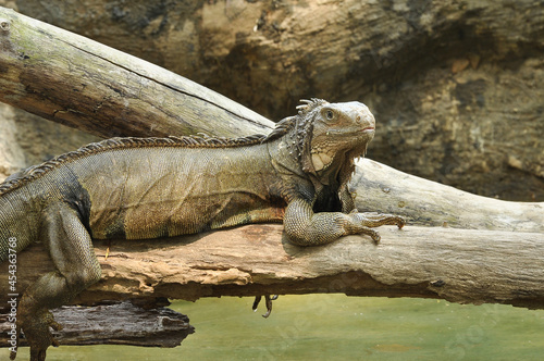 Принти на полотні The iguana is a large docile species of lizard