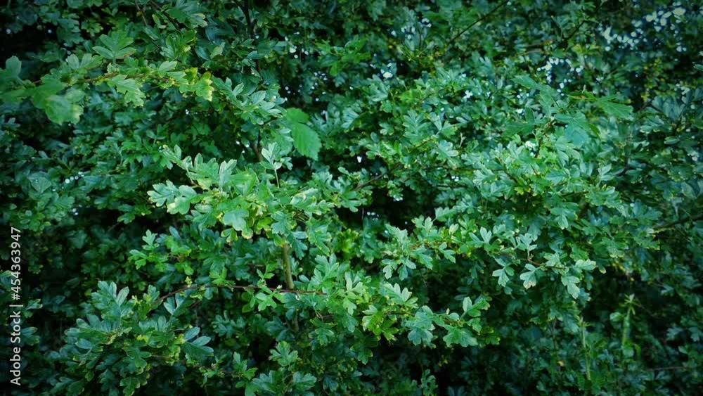 Bushes Moving In Strong Winds Bushes Moving In Strong Winds
