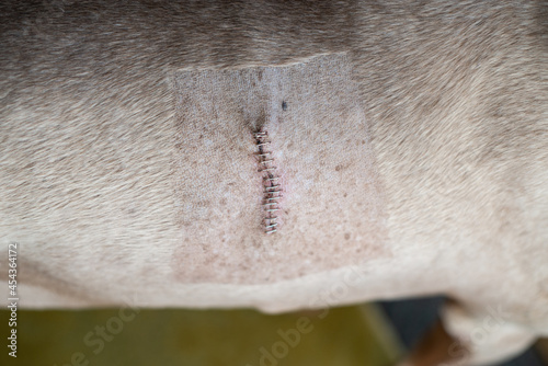 Принти на полотні Surgery site healing on dogs ribs