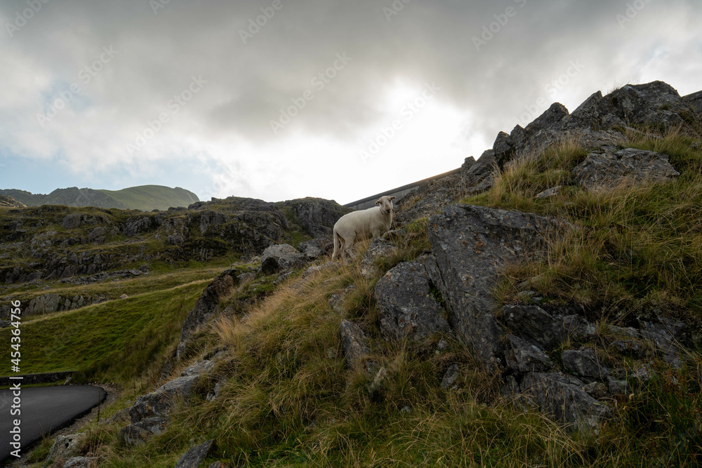 Sheep in the mountains