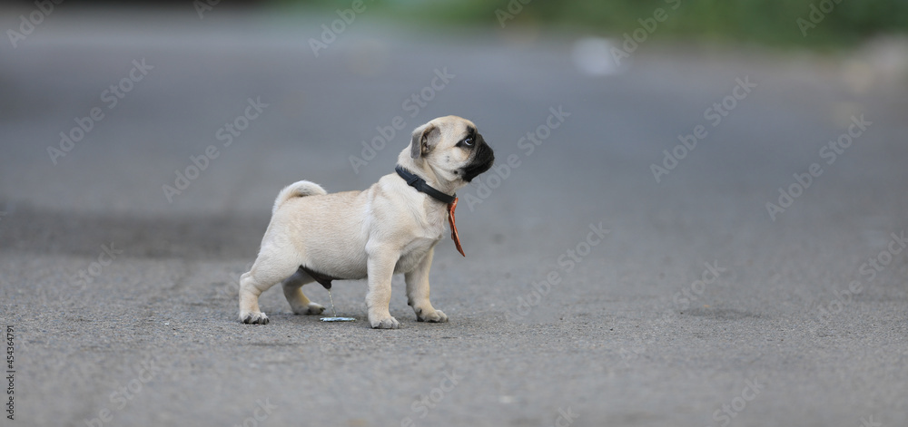 Obraz premium cute puppy pug dog playing on in the yard