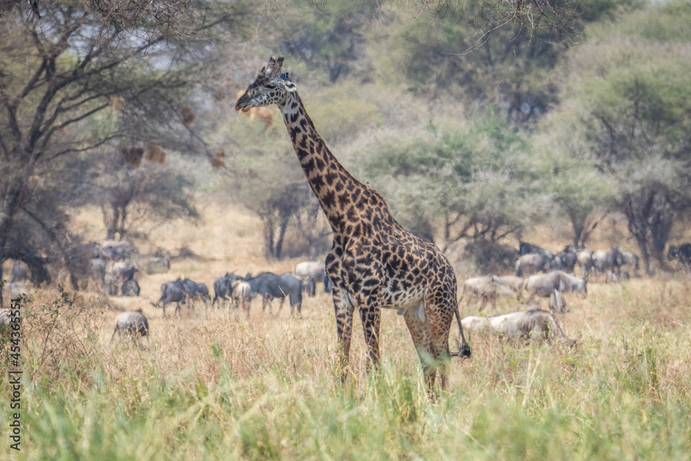 Fototapeta premium Girafe