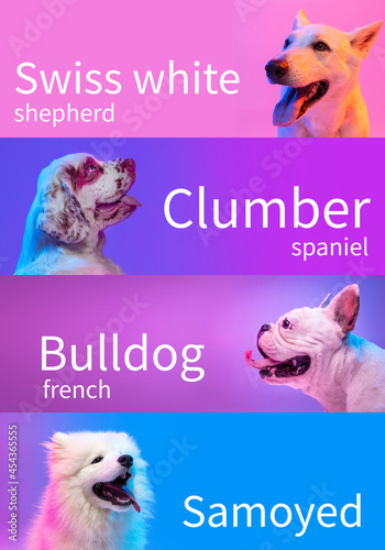 Vertical collage made of 4 purebred dogs isolated over multicolored neon background. Set of large and small animals with signs of breed names. Close-up