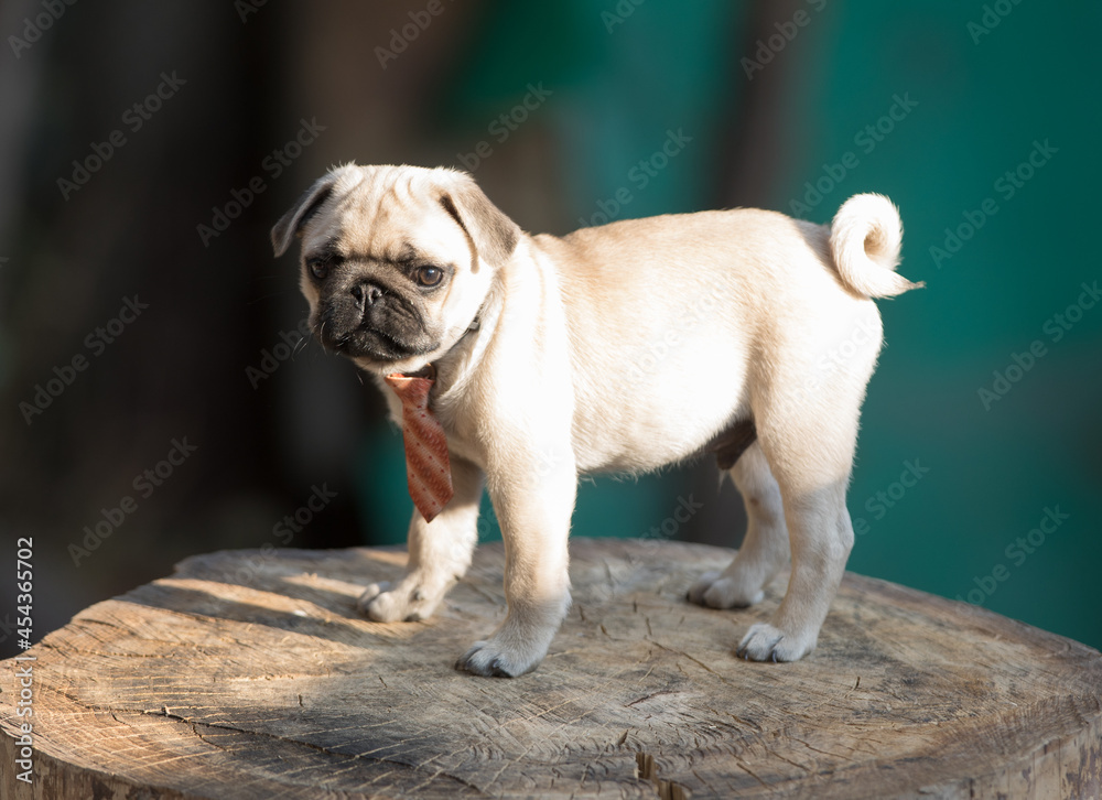 cute puppy pug dog playing on in the yard