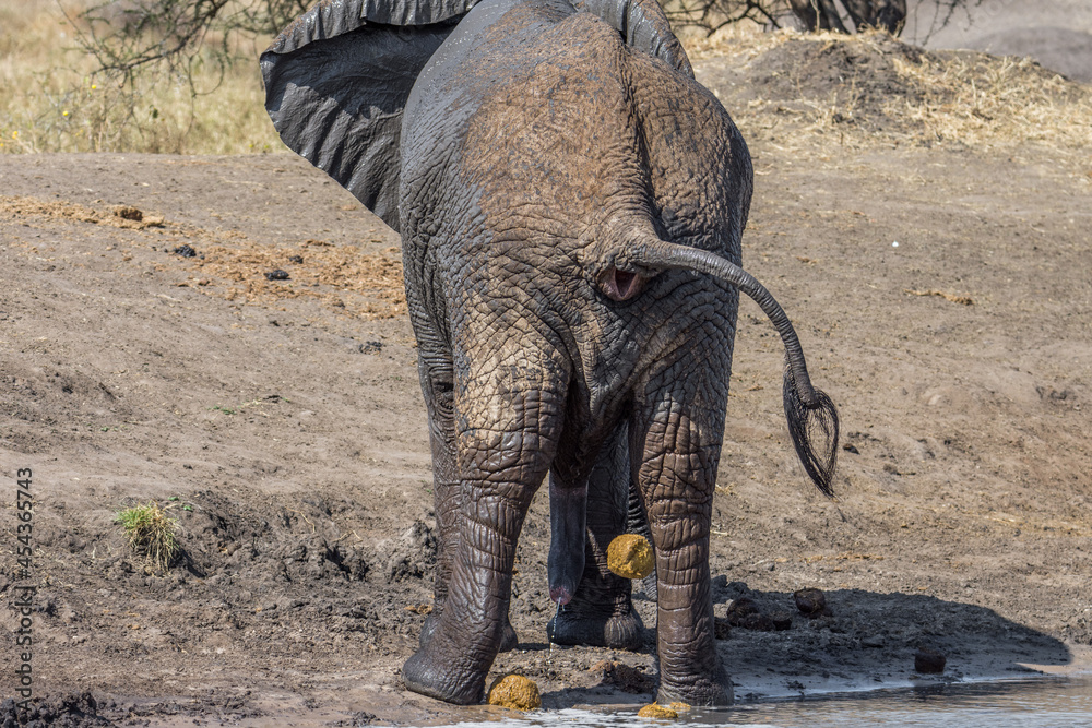 Fototapeta premium Eléphant d'Afrique