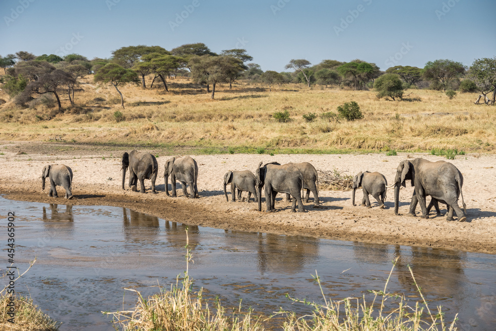 Fototapeta premium Eléphant d'Afrique