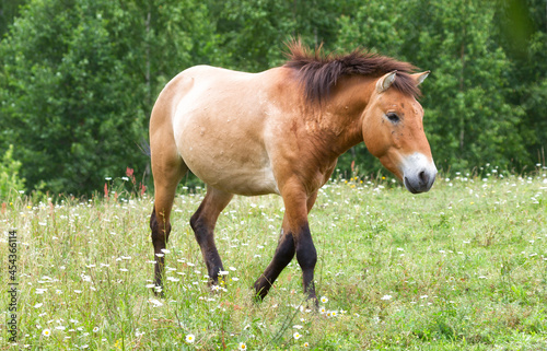 Przewalski s horse stands among the grass
