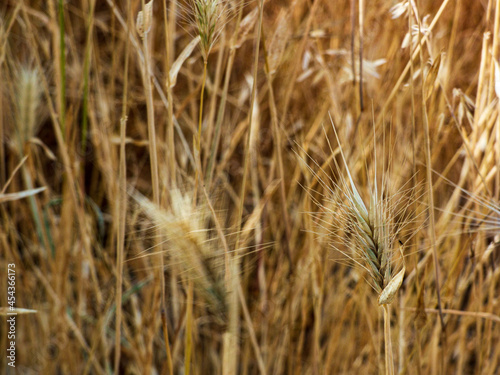 field of wheat © Julia