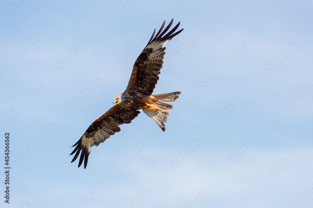 Welsh Red Kite Welsh Red Kite