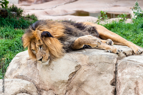 Lion laying down with head hanging over the ledge.