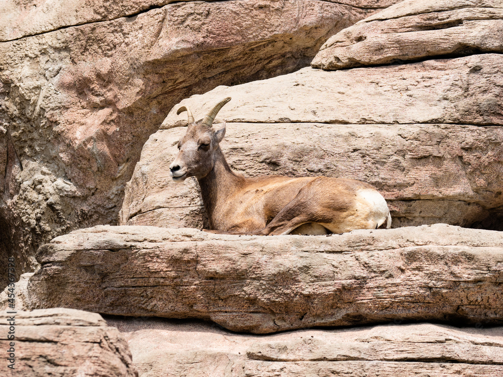 Big horn sheep laying on a big rock. Big horn sheep laying on a big rock.