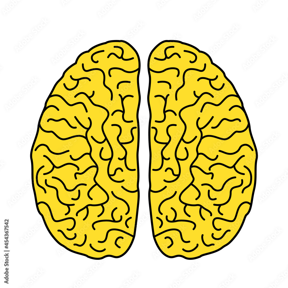Fototapeta premium two hemispheres of the human brain in a linear style. flat icon of the brain. vector illustration