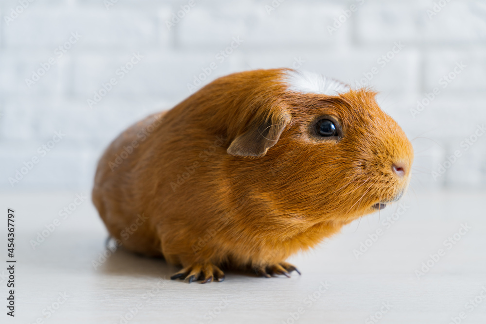 The red domestic guinea pig Cavia porcellus, also known as cavy or domestic cavy The red domestic guinea pig Cavia porcellus, also known as cavy or domestic cavy