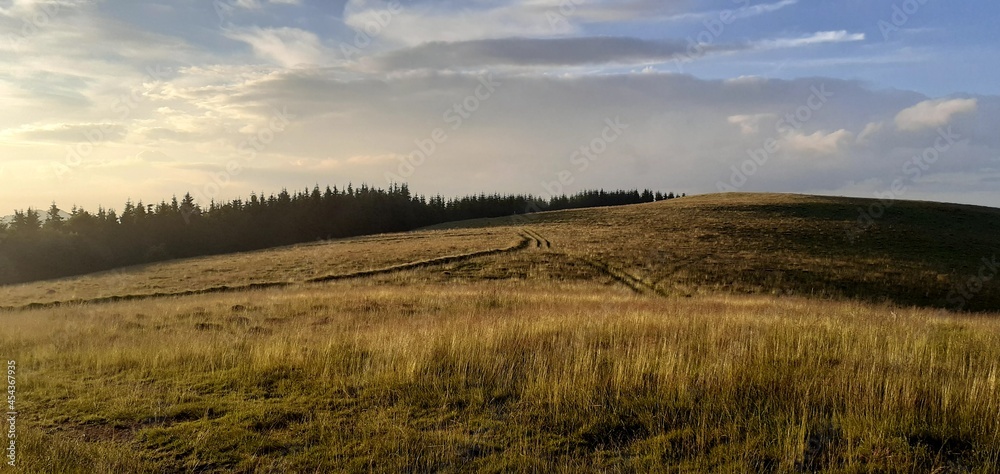 field of wheat