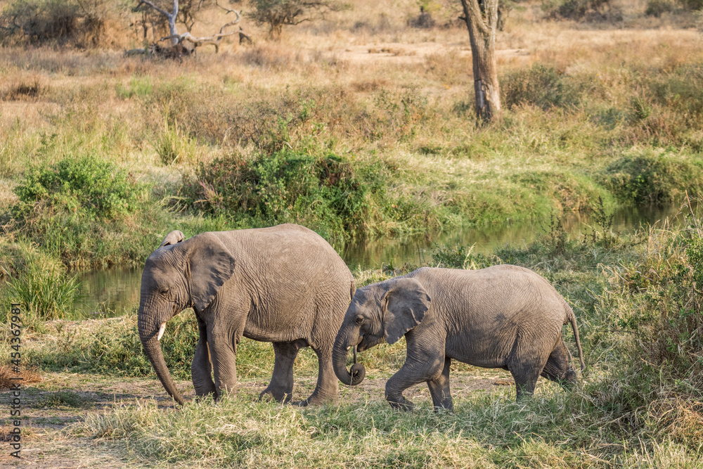 Fototapeta premium Eléphant d'Afrique
