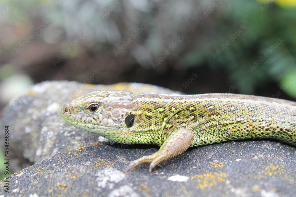 Naklejka premium Zauneidechse 