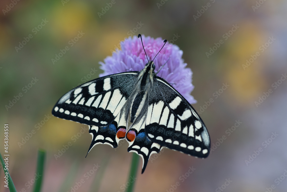Fototapeta premium Swallowtail Butterfly opening wings