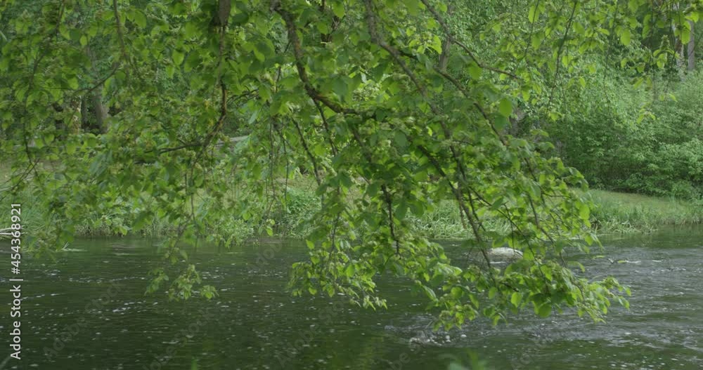 Medium size river with a tree brunch hanging over in summer evening Medium size river with a tree brunch hanging over in summer evening