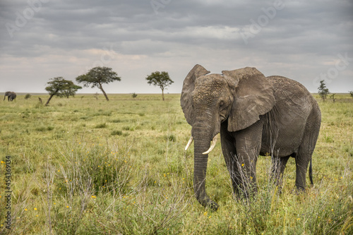 Eléphant d'Afrique © guillaumeastruc