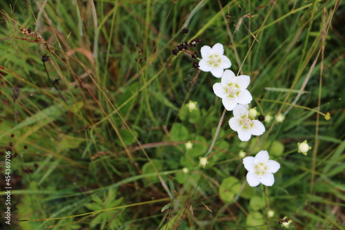 Scottish wild flowers
