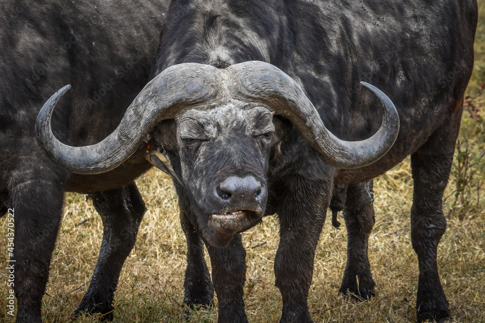 Obraz premium Buffle