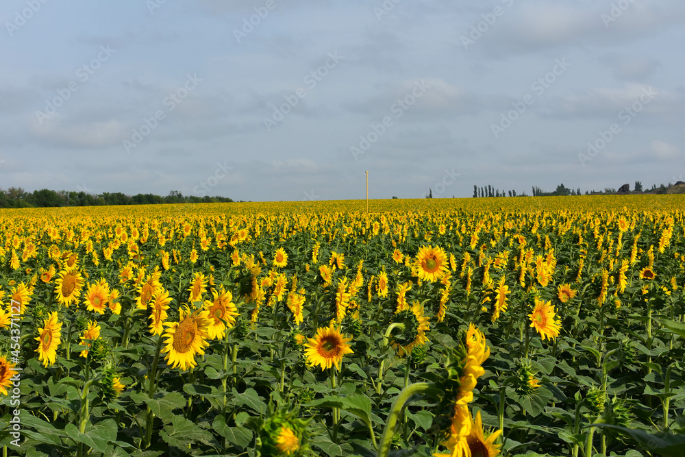 Large field of flowering sunflowers. In the background there is a forest and a blue sky with clouds. Panoramic view Large field of flowering sunflowers. In the background there is a forest and a blue sky with clouds. Panoramic view