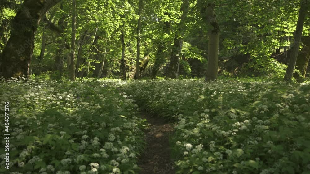 Magical forest path with wild garlick blooming on the sides, late summer evening Magical forest path with wild garlick blooming on the sides, late summer evening