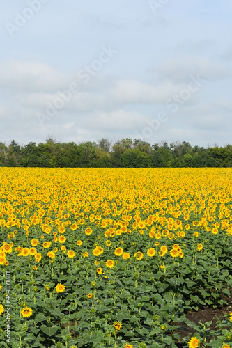 Huge field of blooming sunflowers and a blue sky © loginov_photo_