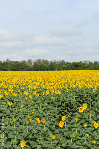 Huge field of blooming sunflowers and a blue sky © loginov_photo_