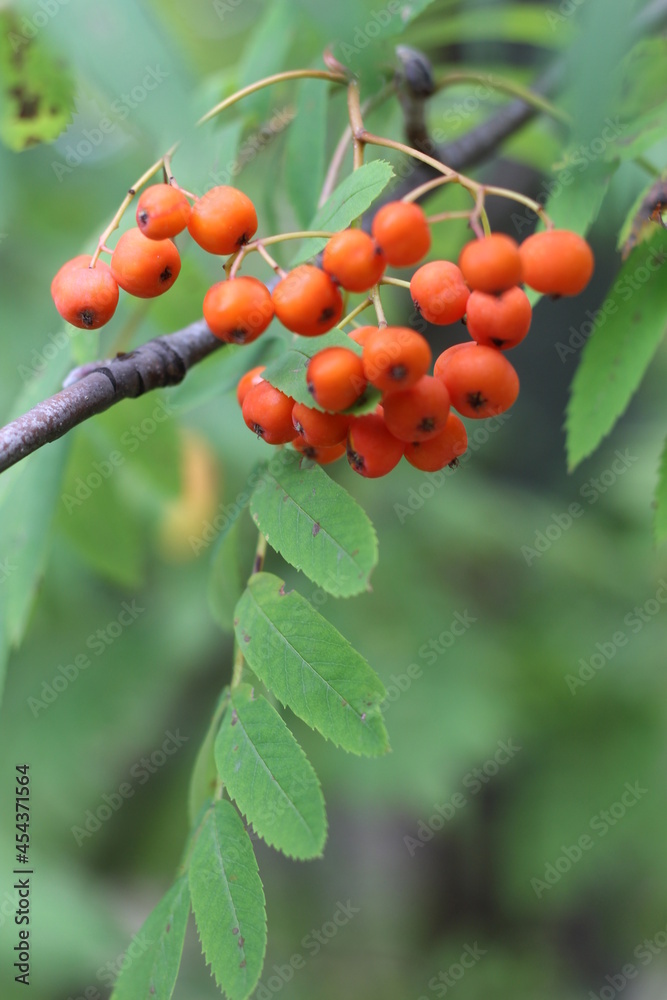 orange rowan berries
