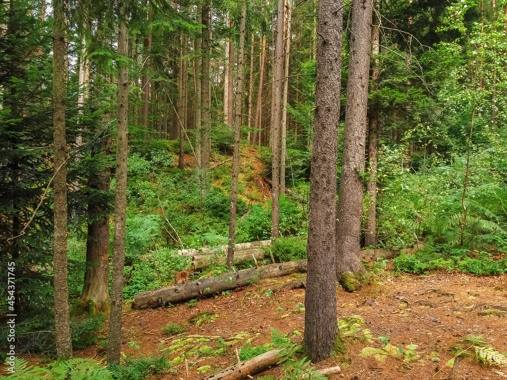 Beautiful coniferous wild Forest Beautiful coniferous wild Forest