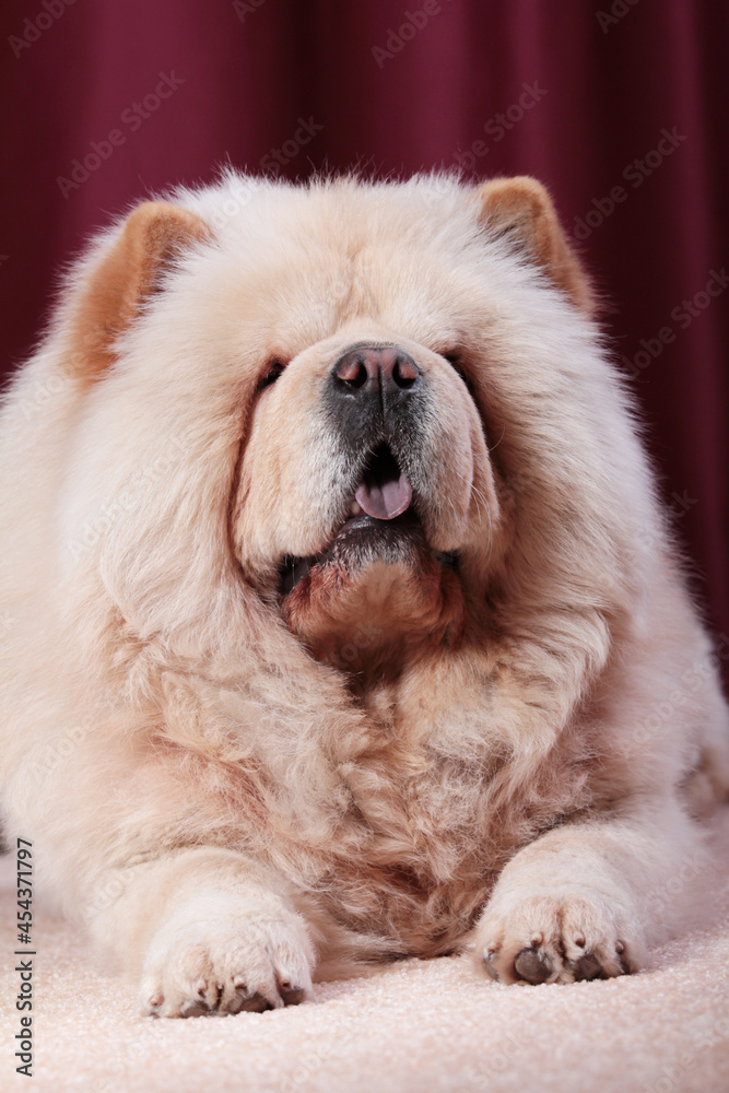 Portait of Chow Chow dog, Canis lupus familiaris