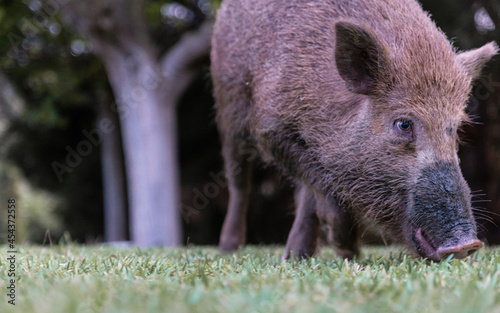 Close-up of young wild boar eating on green grass under a tree