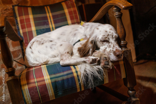 Dog sleeping in armchair in cozy room © Anton Gvozdikov