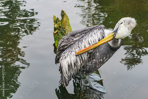 Vogelpark Walsrode photo