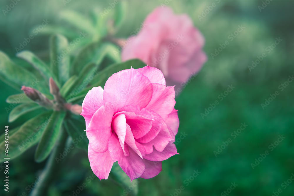 exotic, beautiful flower with multi layer pink petal flower adenium obesum blooming in garden, succulent flowering plant adenium commonly known as desert rose.