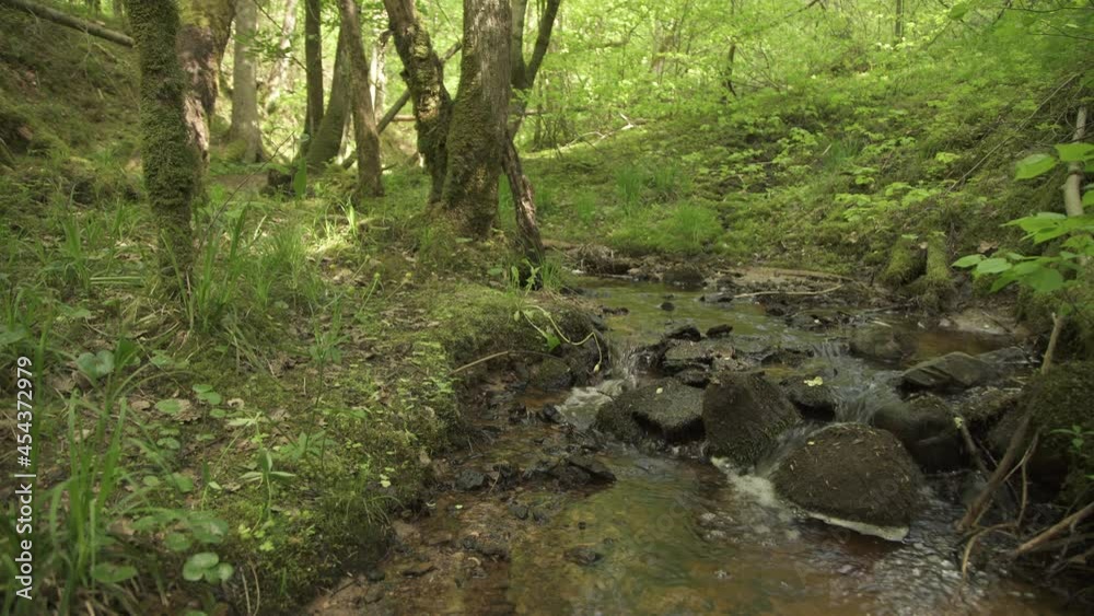 A tiny creek in a forest in summer day A tiny creek in a forest in summer day