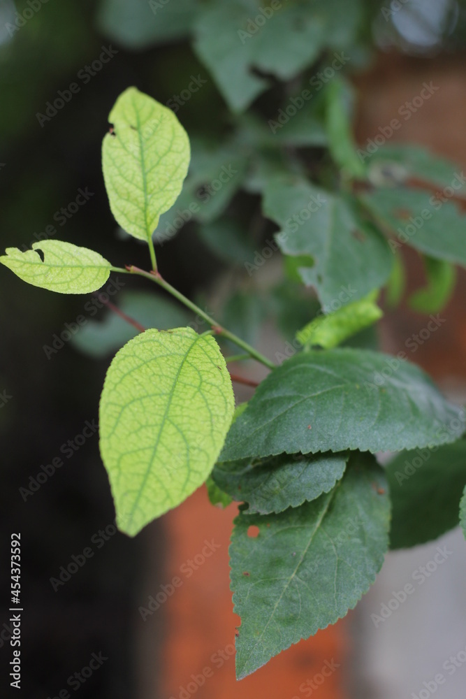 Obraz premium green leaves of a tree of two colors