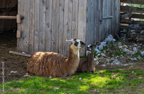 Llamas Resting