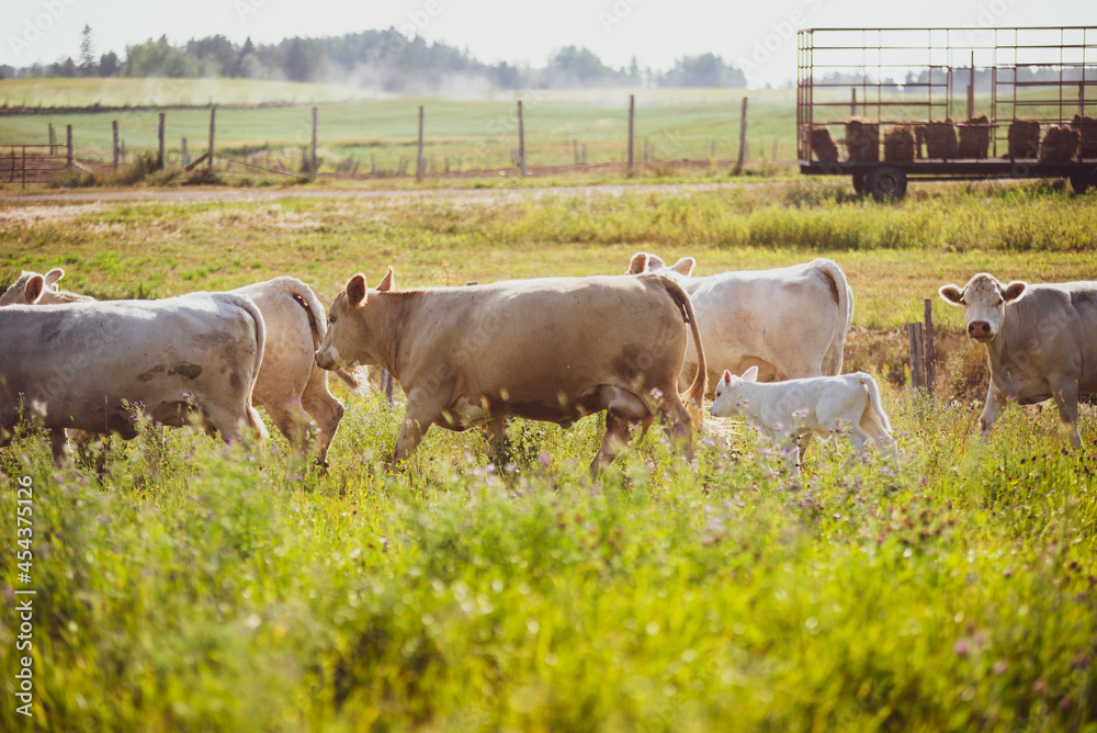 Groupe of charolais cows in summer pasture Groupe of charolais cows in summer pasture