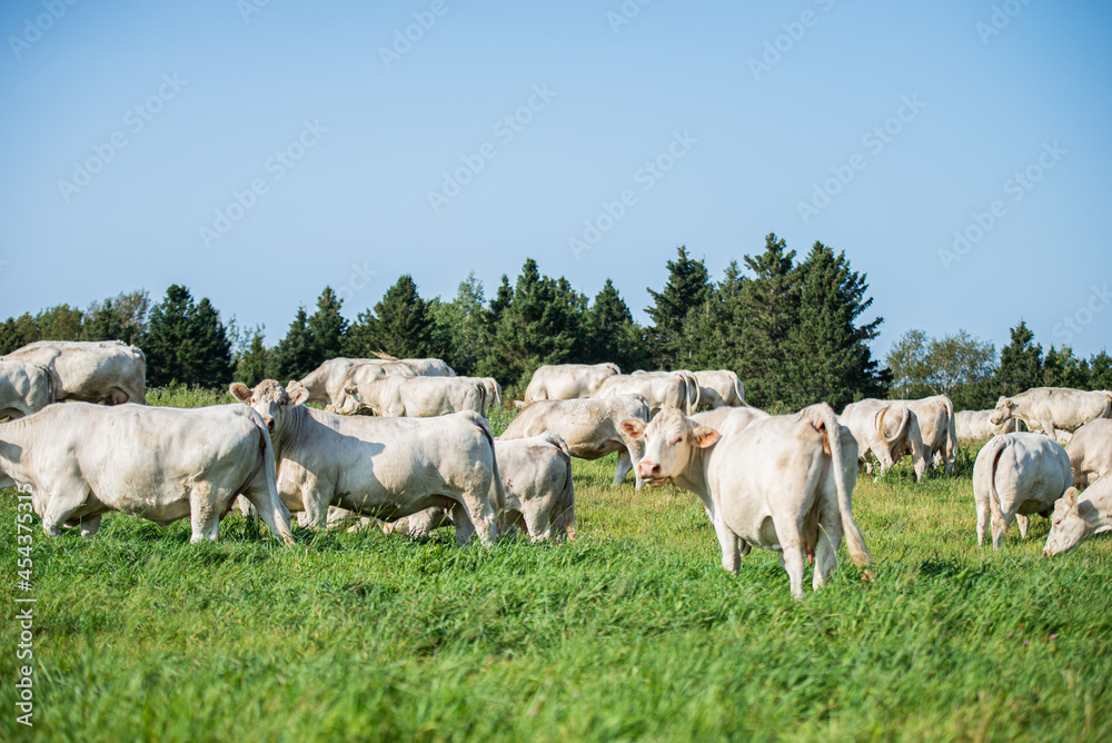 Groupe of charolais cows in summer pasture Groupe of charolais cows in summer pasture