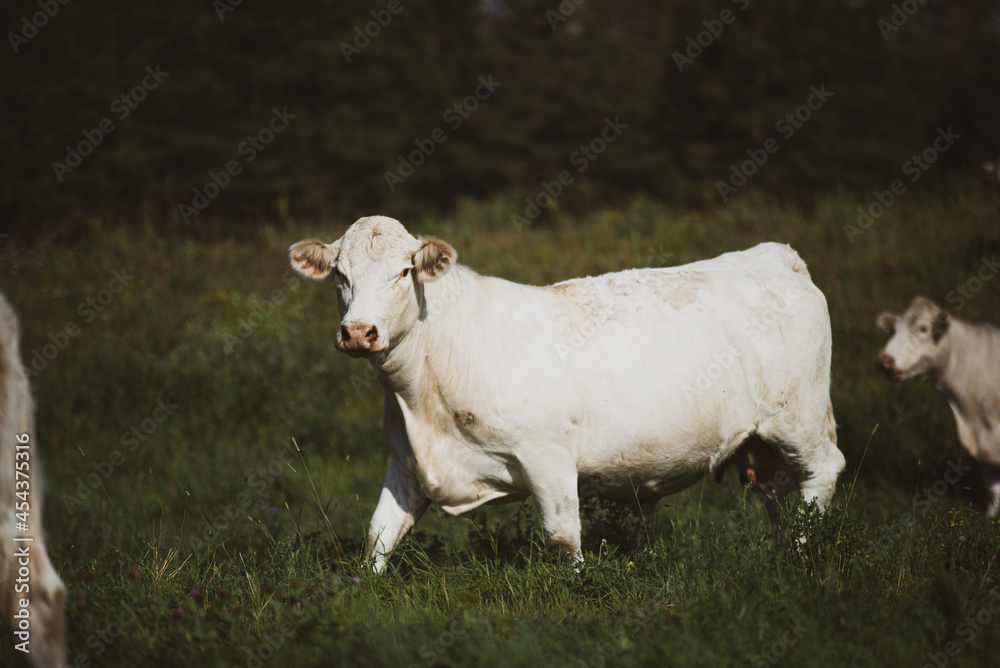 White Charolais cow in summer pasture White Charolais cow in summer pasture