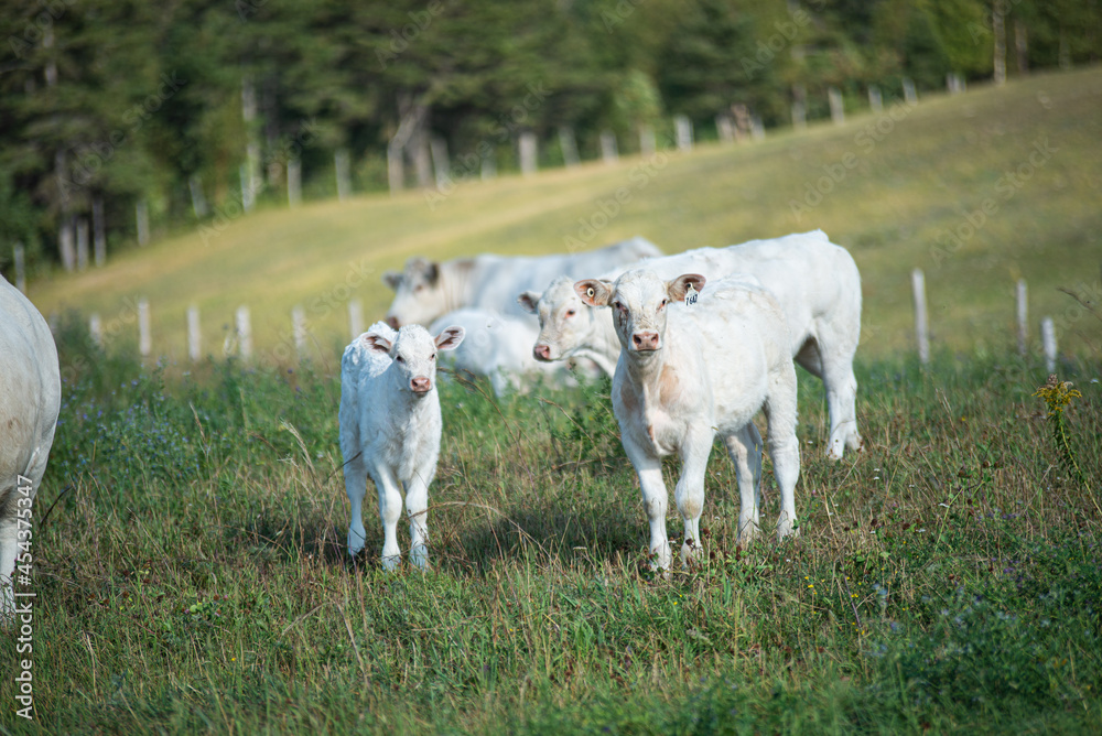 Young charolais calves in summer pasture Young charolais calves in summer pasture