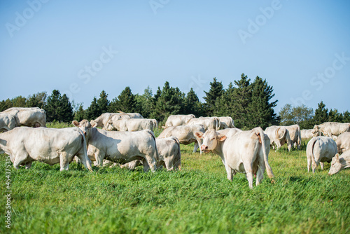 Groupe of charolais cows in summer pasture