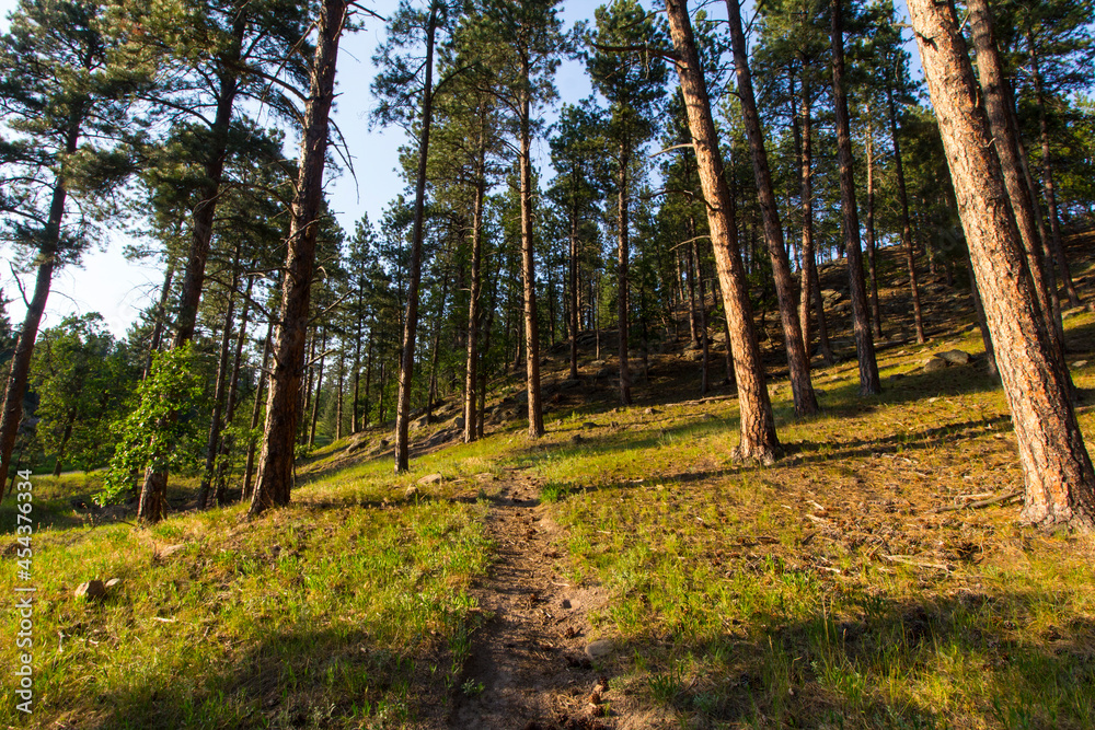 Fototapeta premium Oak Park in Summer, Whitewood, South Dakota