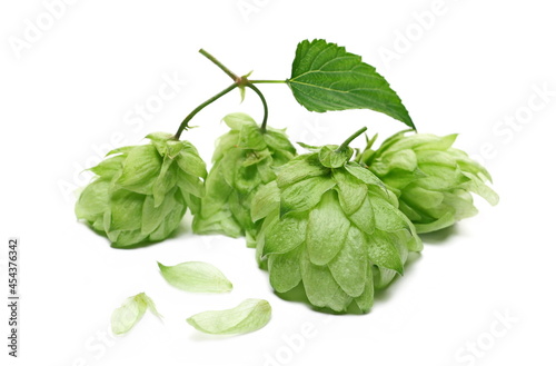 Group fresh hops and leaf isolated on white background